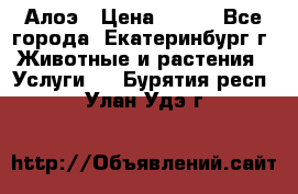 Алоэ › Цена ­ 150 - Все города, Екатеринбург г. Животные и растения » Услуги   . Бурятия респ.,Улан-Удэ г.